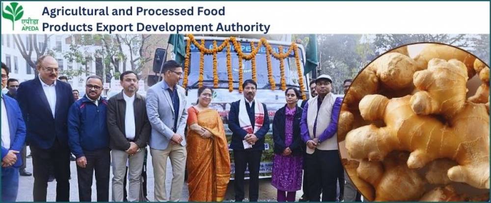 Assam Exports Karbi Anglong Ginger to London for the First Time