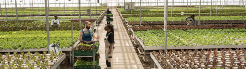 Hydroponic Farming Business Hydroponic Farming Business