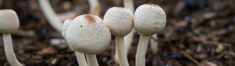 Mushroom Business Mushroom Business