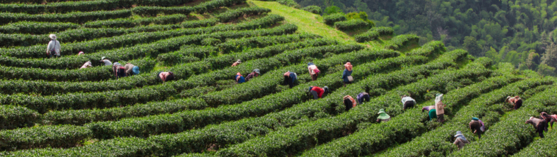 Tea Farming Business Tea Farming Business