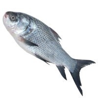 image of catla fish