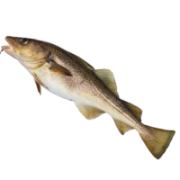 image of cod fish