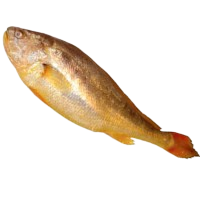 image of croaker fish