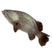 image of grouper fish