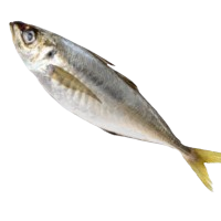 image of jack fish