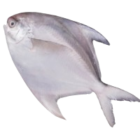 image of pomfret fish