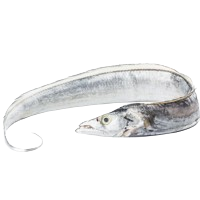 Image of ribbonfish